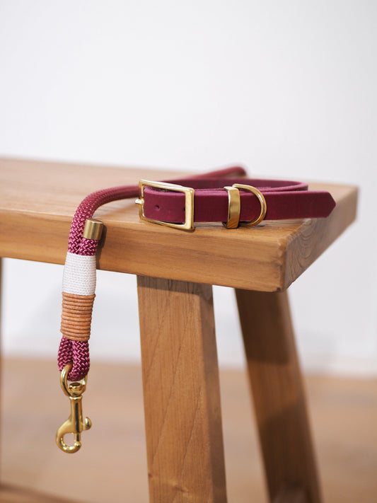 Tauseil-Leine & Lederhalsband im Set | TERRA